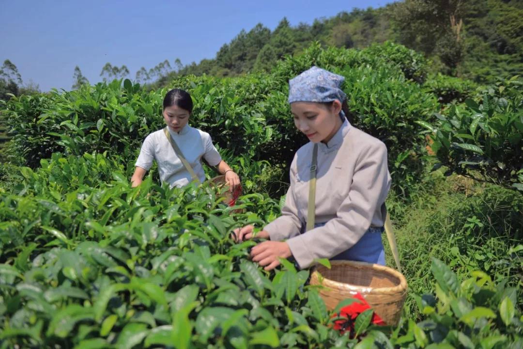 全年免费综合资料大全